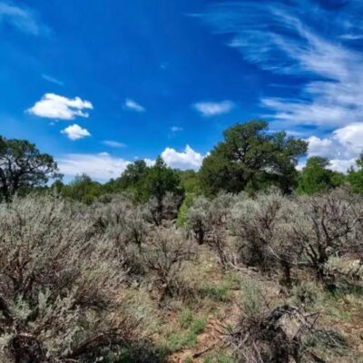 dynamic 1/4-acre dream lot